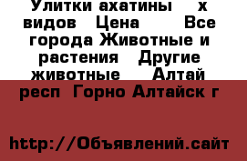 Улитки ахатины  2-х видов › Цена ­ 0 - Все города Животные и растения » Другие животные   . Алтай респ.,Горно-Алтайск г.